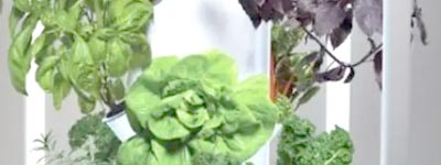 Crescita continua - Nutrienti Terra Aquatica Tripart