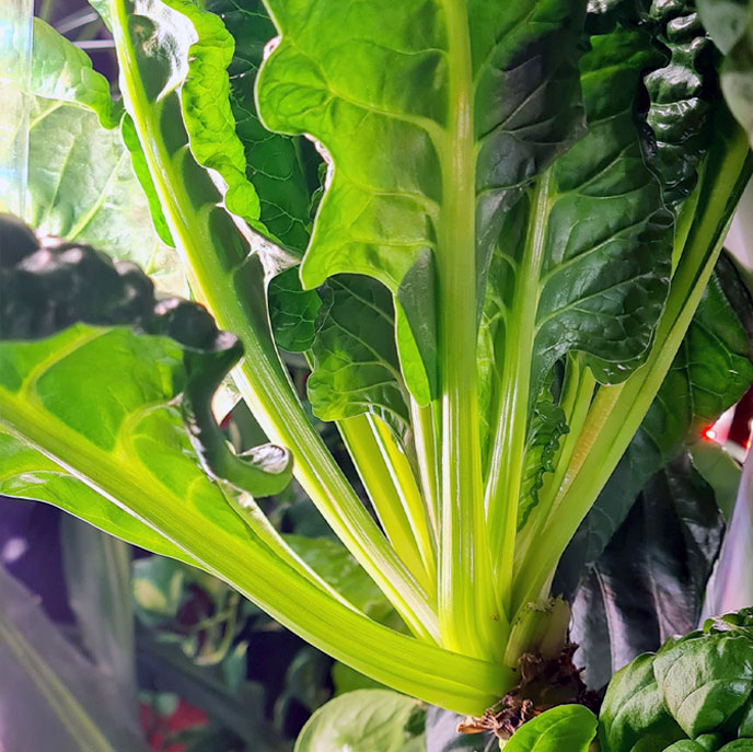 Bieta da taglio pronta al raccolto in torre idroponica: foglie verdi grandi e sane