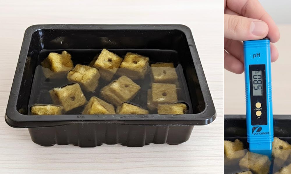 Cubetti di lana di roccia immersi in acqua a pH controllato