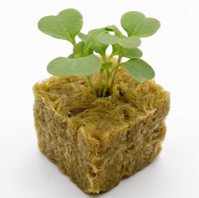 Germinazione rucola in cubetto di lana di roccia nel semenzaio per torre idroponica