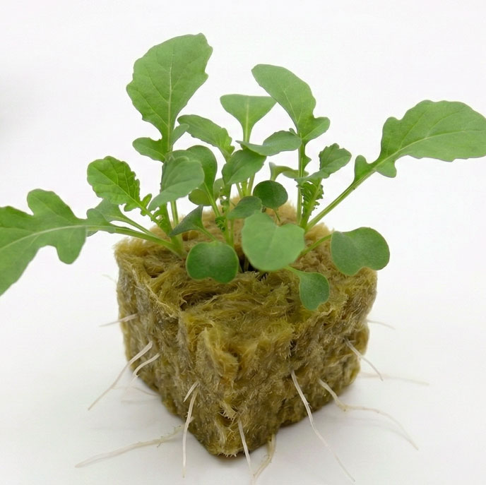 Rucola in crescita in torre idroponica domestica con foglie verdi e sane