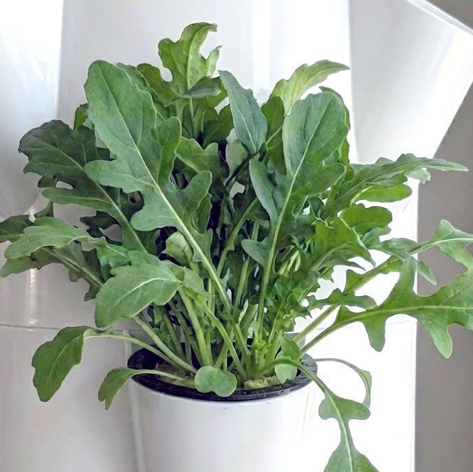 Raccolta della rucola in torre idroponica con taglio a ricaccio