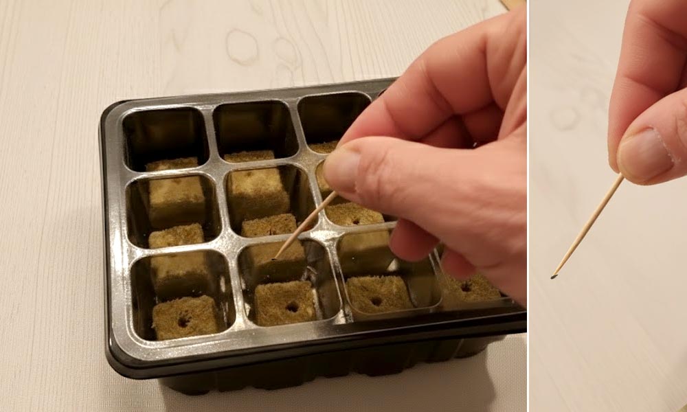 Deposito del seme nel foro del cubetto