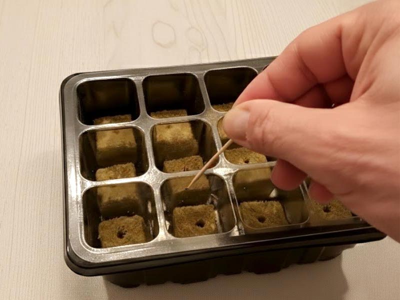 Guida alla semina per idroponica