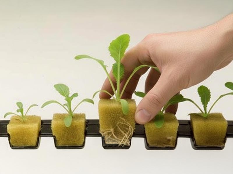 Quando trapiantare le piantine nella Torre Idroponica?