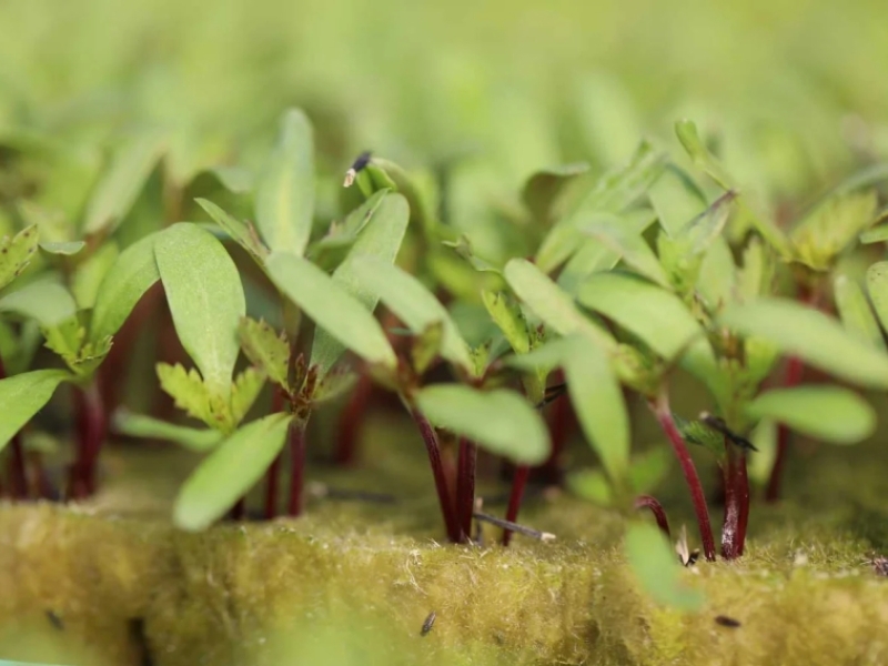 Quanti semi mettere in un cubetto di lana di roccia?