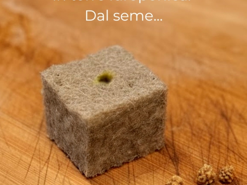 Dal seme al piatto in 52 giorni