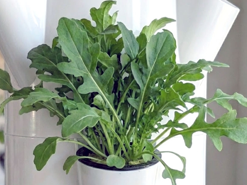 Rucola: scheda e guida idroponica