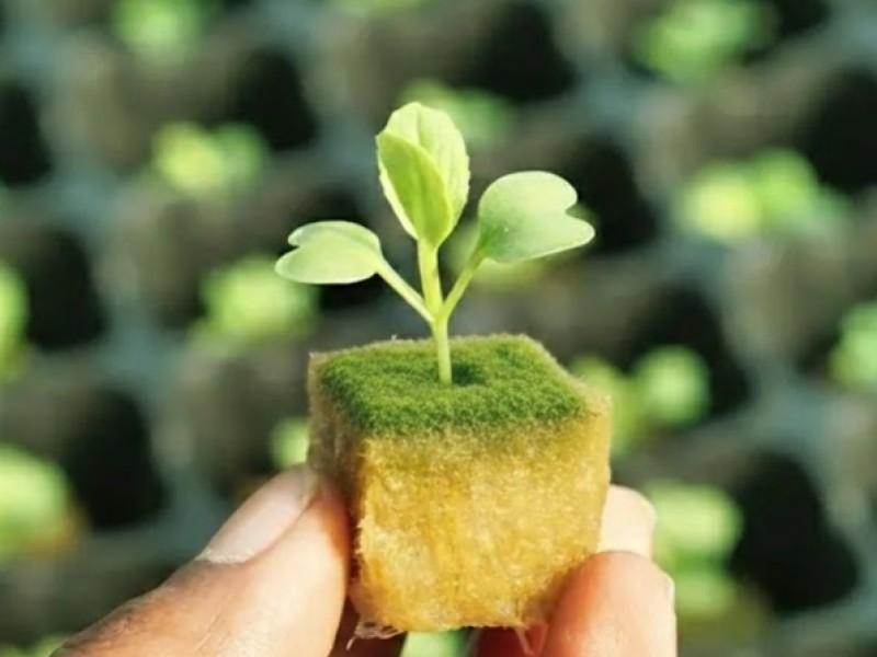 Alghe verdi sul cubetto di lana di roccia: ecco come rimuoverle