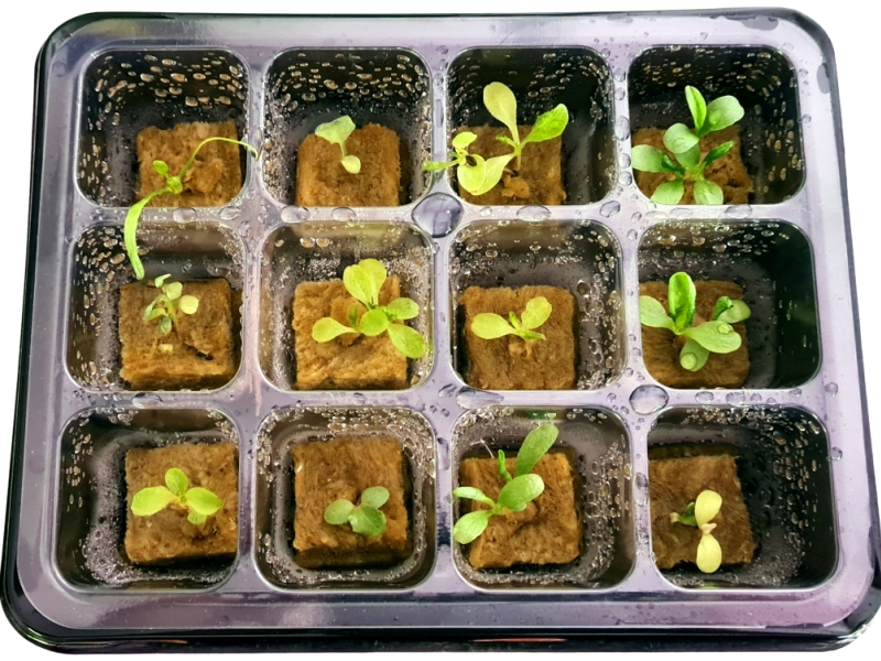 Guida alla coltivazione idroponica della Lattuga