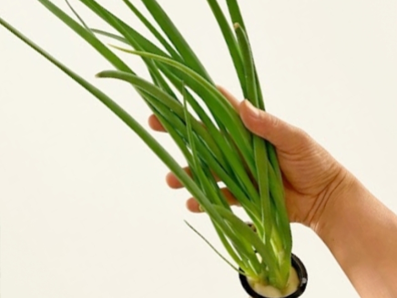 Aglio Verde in Idroponica: Coltivarlo in Torre e Usarlo in Cucina